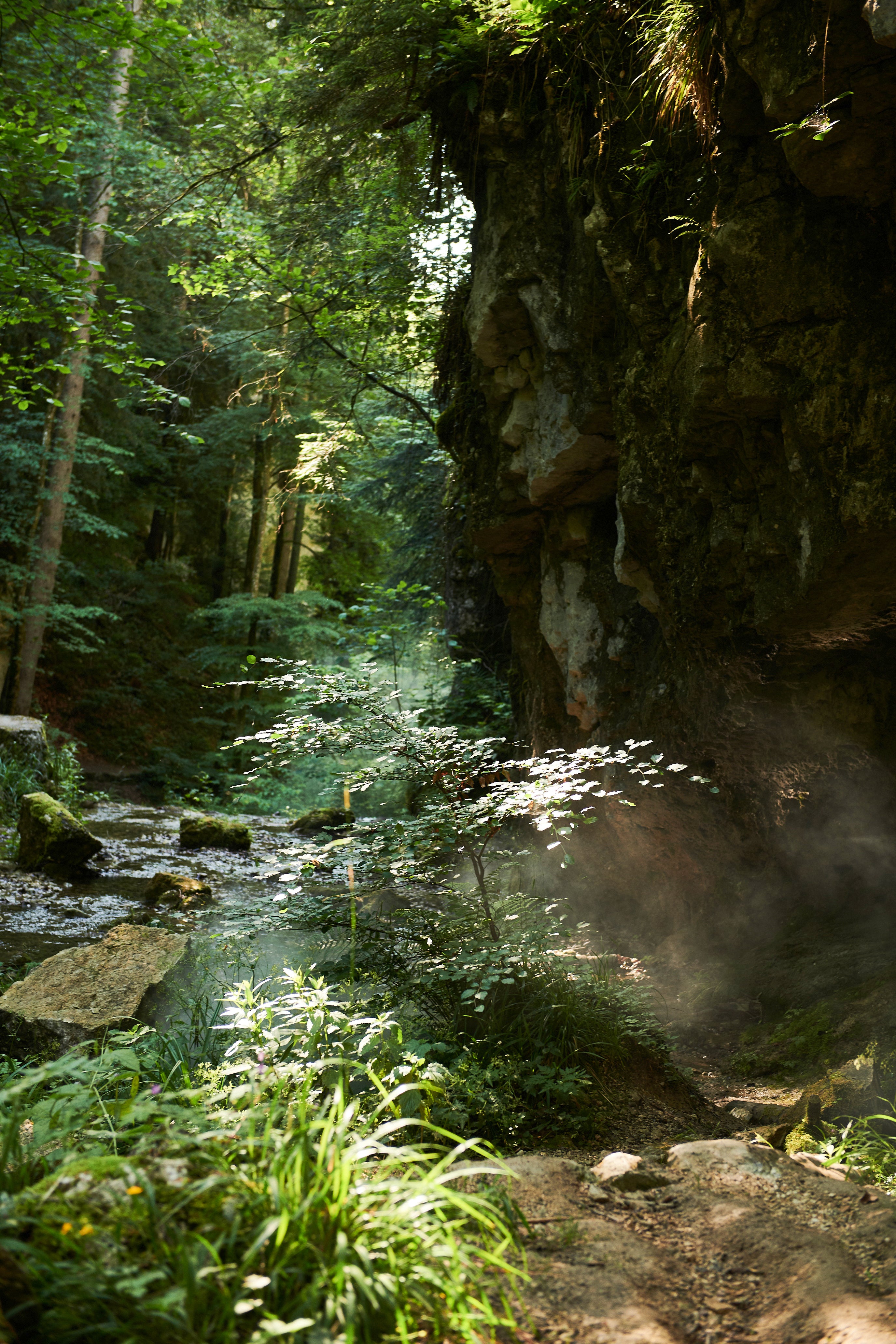 A lush forest scene with sunlight filtering through tall trees, a rocky cliff on the right, mist rising near the ground, and green plants and wildflowers growing along a small, shallow stream in the foreground. The atmosphere is tranquil and shaded.
