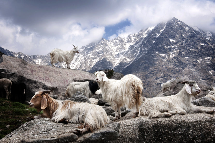 Several goats with long, shaggy white and brown fur rest and stand on rocky terrain in the foreground. Snow-capped mountains and a partly cloudy sky create a dramatic backdrop, highlighting the rugged, natural environment.