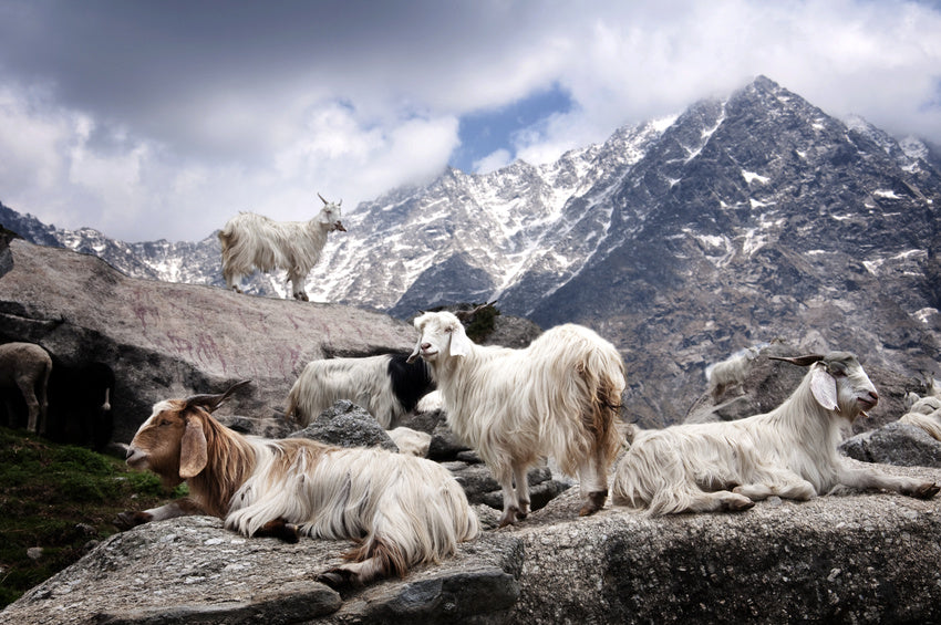 Several goats with long, shaggy white and brown fur rest and stand on rocky terrain in the foreground. Snow-capped mountains and a partly cloudy sky create a dramatic backdrop, highlighting the rugged, natural environment.