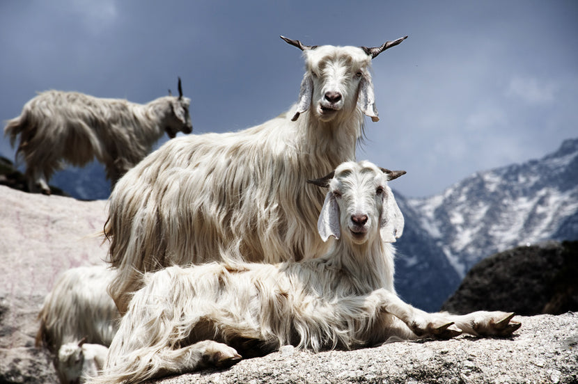 Two long-haired white goats rest on a rocky ledge with snow-capped mountains in the background. One goat is standing while the other is lying down. Another goat is seen walking in the distance. The sky appears cloudy, creating a dramatic atmosphere.